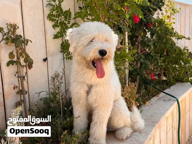 موجود للبيع ذكر غولدن دودل العمر 10 شهور متدرب علا الحمام وعلا أسمو ماخد كل المطاعيم يعيش داخل البيت