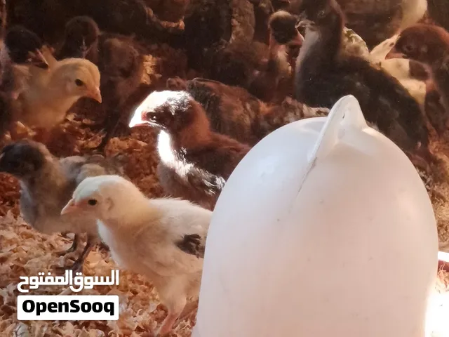 صوص بلدي للبيع