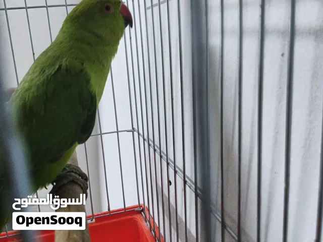 طير درة عمر 7شهور أليف