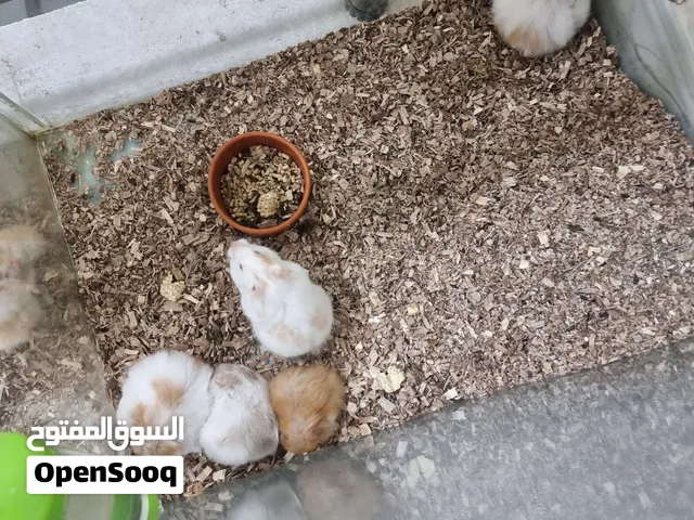 اقره الوصف