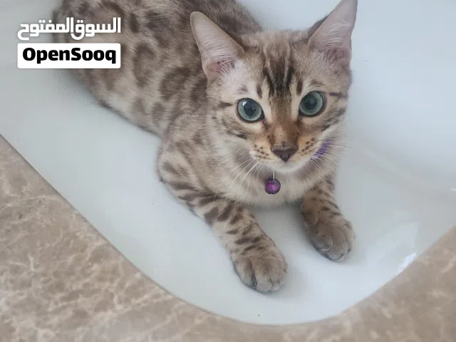 Exotic Pure Bengal Male (8 Mos) – Super Playful & Kid-Friendly!  ذكر بنغال أصيل (8 شهور) – لعوب جد