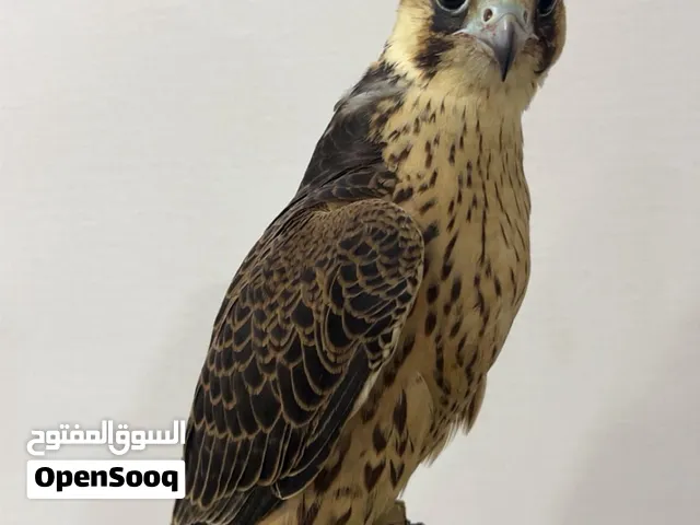 وكري شوهين
