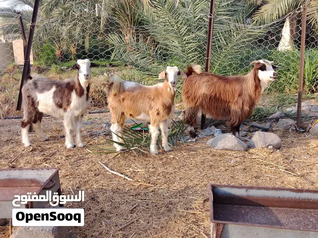 للبيع غنم ما شاء الله غنم طيبات وما عليهن كلام بغيت تربي او تذبح