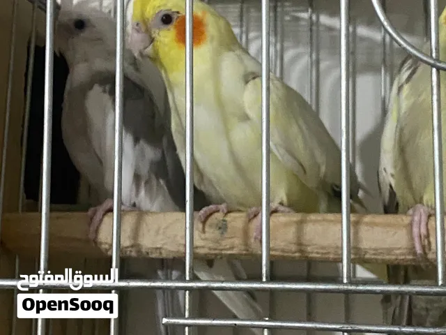 طيور كوم للبيع