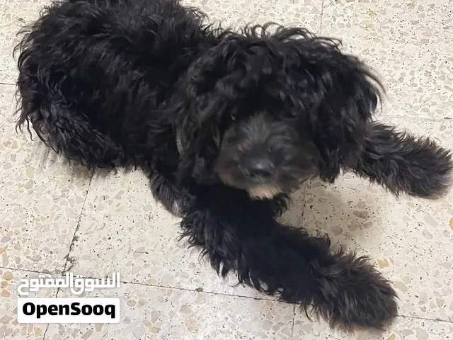 shipo,,shitzu,poodle