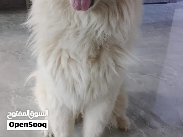 كلب سامويد مهجن ٫انثى٫لعوبه واليفه تحب الأطفال وتسمع كلام ٫اسمها لوسي لكن اذا تريد تغير اسمها بكفيك