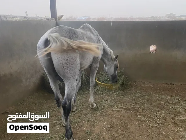 خيل شعبي للبيع