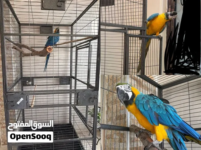 Bird Macaw Parrot