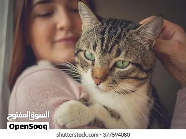 cat boarding