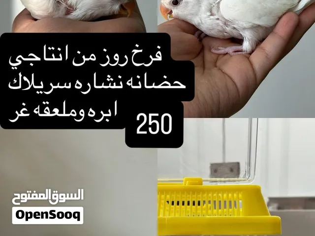 للبيع فروخ روز Sale of the day