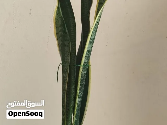 Sansevieria Laurentii (Snake Plant)