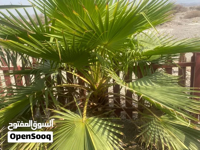 شجر واشنطونيا