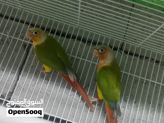 متاح كنيور طيره وفحل مثل ماواضح بلفيديو طيور نضيفه مال بيت طيور السعر125 الرقم البصرة