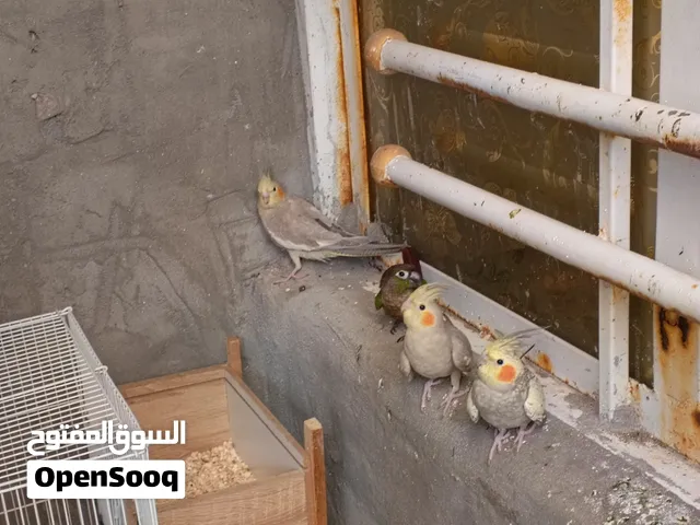 كوكتيلات وحشي ذوف الوصف