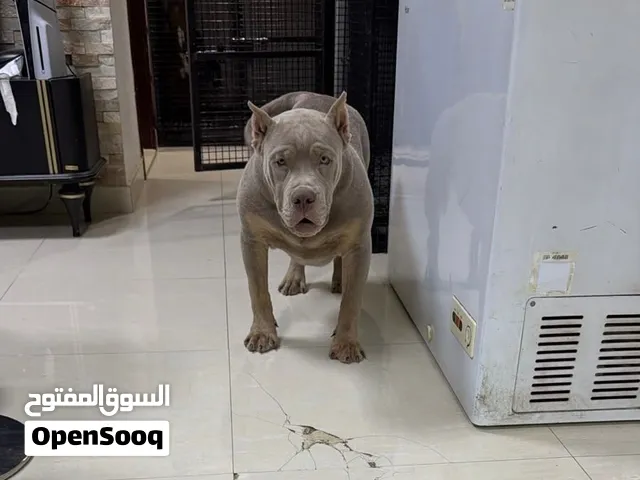 American Bully XL