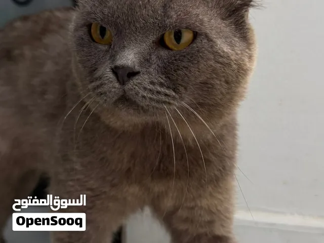 سكوتش فولد بلو