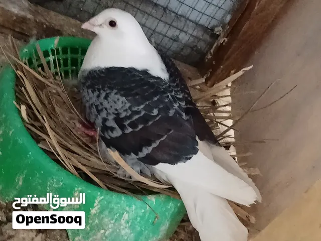 زوج زواجل سعر 30