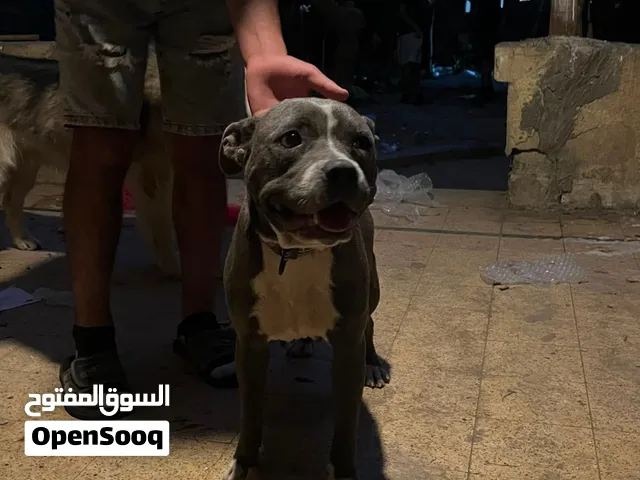 بيتبول علي بولي