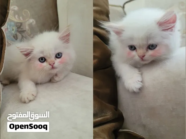 اندر انواع القطط في العالم والعمر شهر ونصف لون ابيض مع العيون المميزه الزرقاء