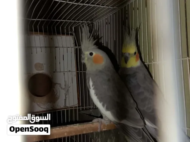 كوبيه كوكتيل حبشيه الله ايبارك سعره 340