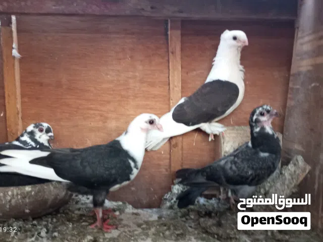 قص غزرات بعيالهم مستوى عالي