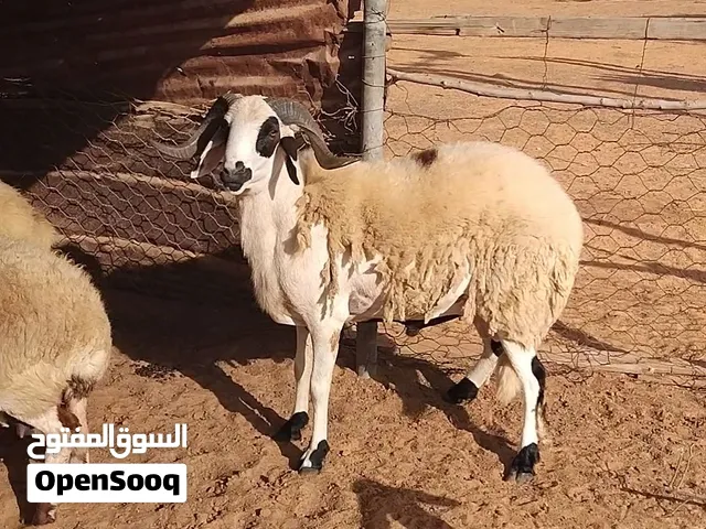 فحل السن تني