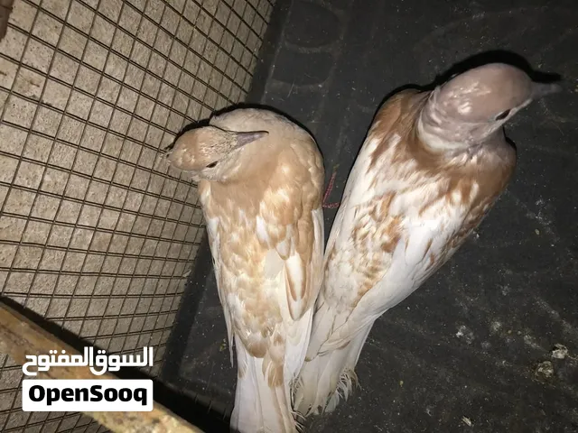 للبيع  زوج يمام تركي أصلي