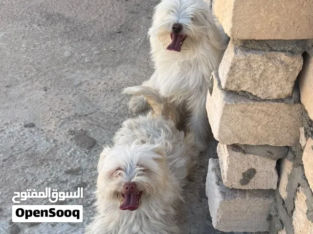 لولو فوكس حلوين