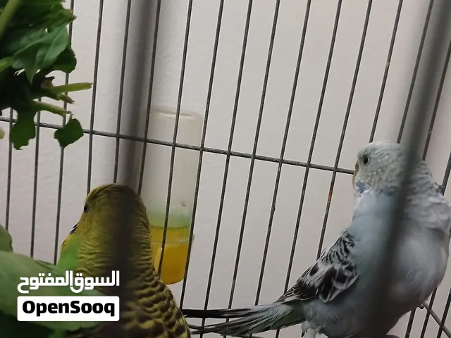 جوزين الجوز الزرق دكر هوقو خوصه والانتى عربيه  وجوز الدكر الاخضر  والانتى رصاصه  البيع ريش