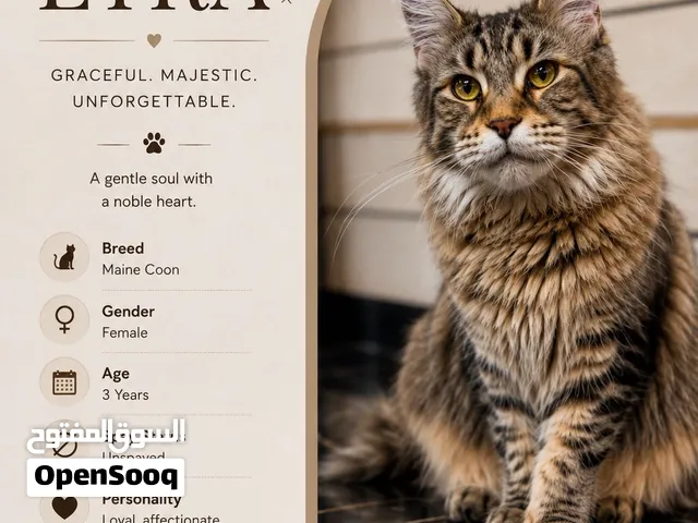 Purebred Maine Coon Cat for rehoming