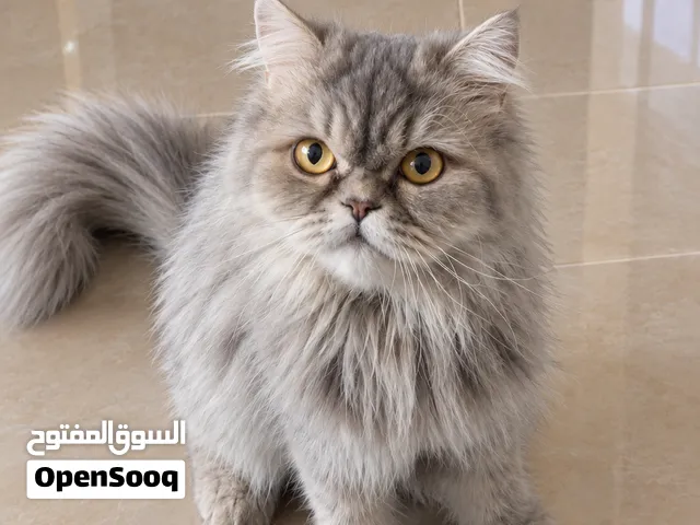 قطة شيرازي أنثى عمر سنتين للبيع