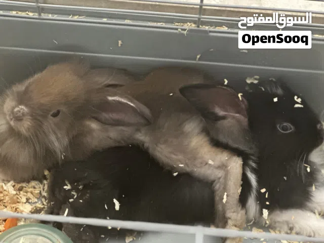 أرانب هولندية صغيرة للبيع