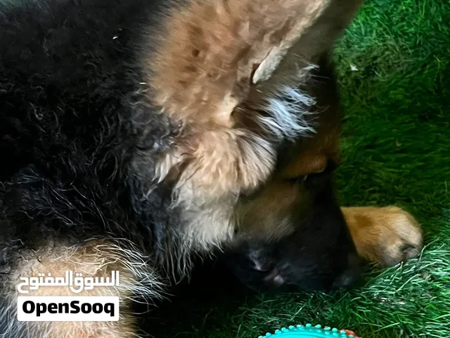 German Shepherd puppies