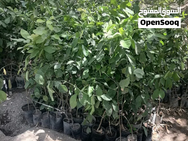 شتلات سفرجل دايري غزير إنتاج