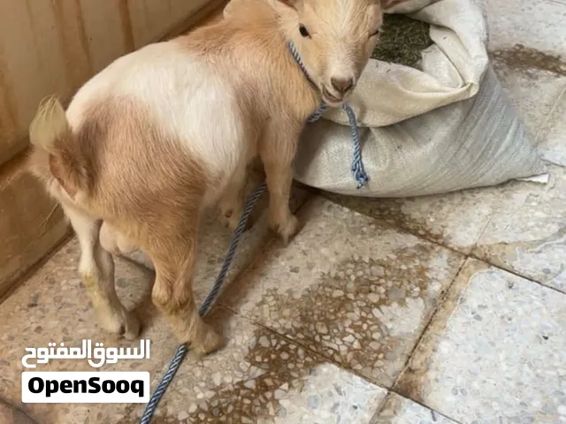تيس جيكي عمر 6 اشهر