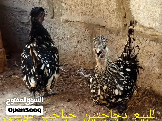 حباحب كويتيين
