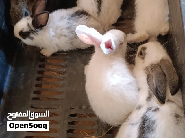 ارانب للبيع