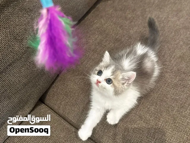 قطط ذكور وإناث سكوتش ستريت وهملايا برسوم