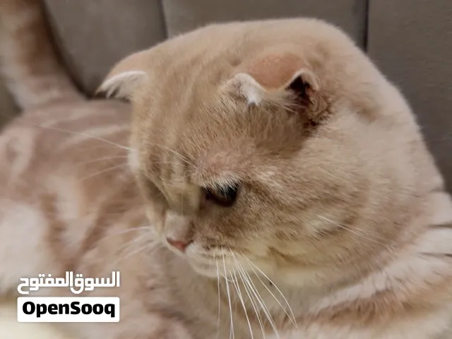 للبيع قط سكوتش سنقل فولد الوصف مهم