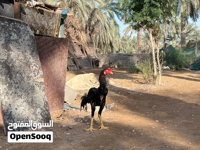 ￼ ديك باكستاني أصلي