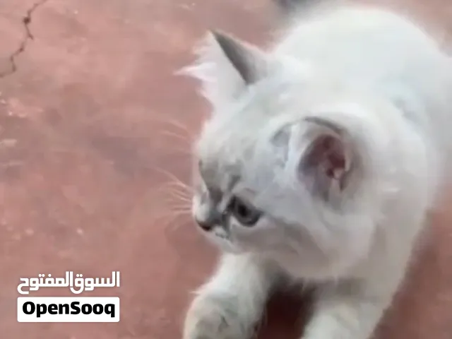 كيتن لتبني متاح ثنين فقط لتبني