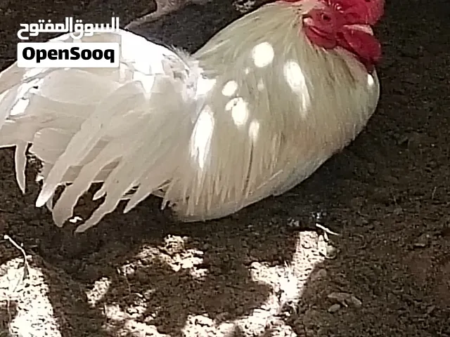 ديك اسباني السعر  20