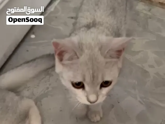 قطه سكوتش اليفه جدا لون سلفر شانيل  القطه الثانيه الي بالفيديو