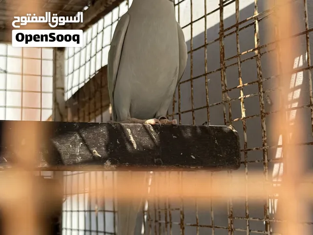 ذكر لاسونج متكلم ماشاءالله تابع الوصف تحت وشاهن الفيديو
