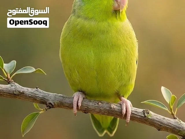 طائر ببغاء باروتليت .
