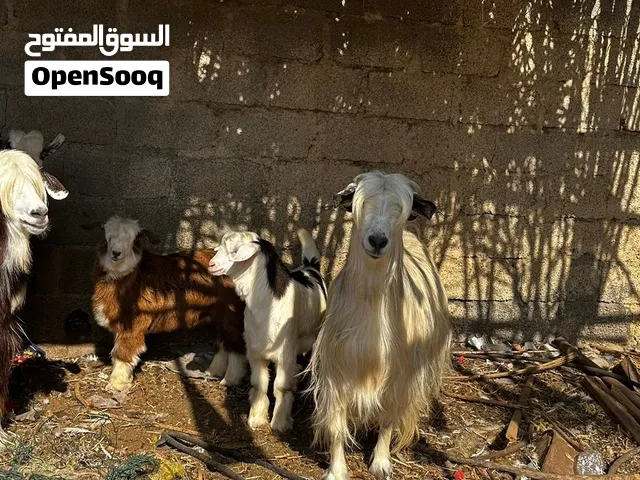 هوش رحبيات بصحه جيده تعال وشوف