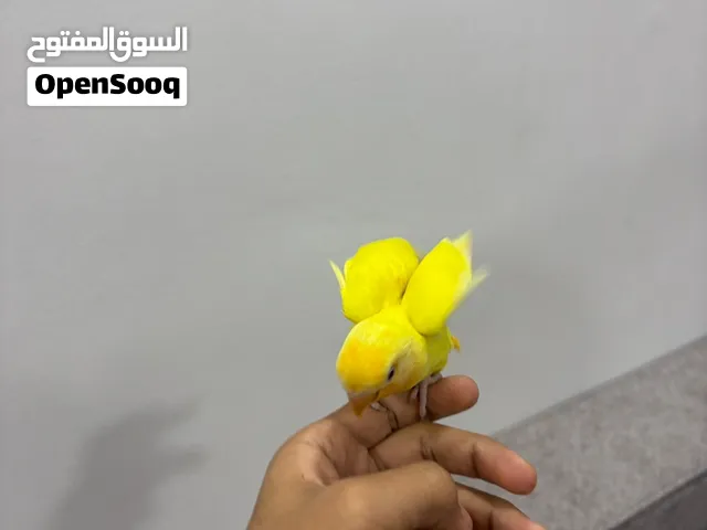 لوفبيرد نهاية عس تنادي ييلك