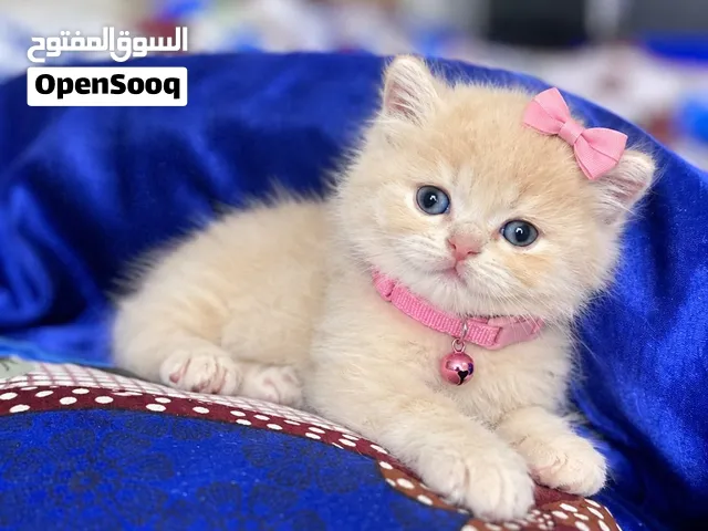 بريتش بيور عمر شهرين وهملايا بلو (اقرأ الوصف مهم جدا )وتواصل واتس آب فقط او مسجات الصفحه . 00000000