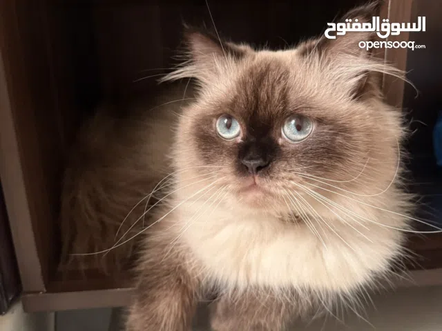 قط للتزاوج