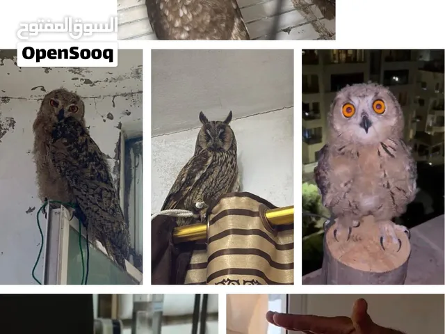 جميع انواع البوم الوصف مهم